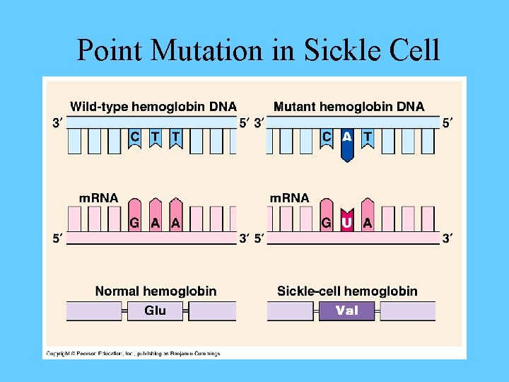 Point Mutation in Sickle Cell 