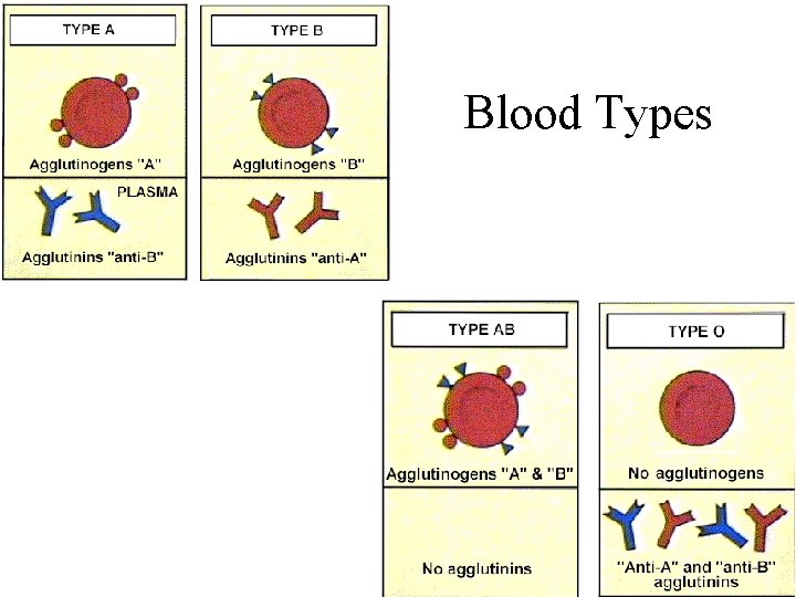 Blood Types 