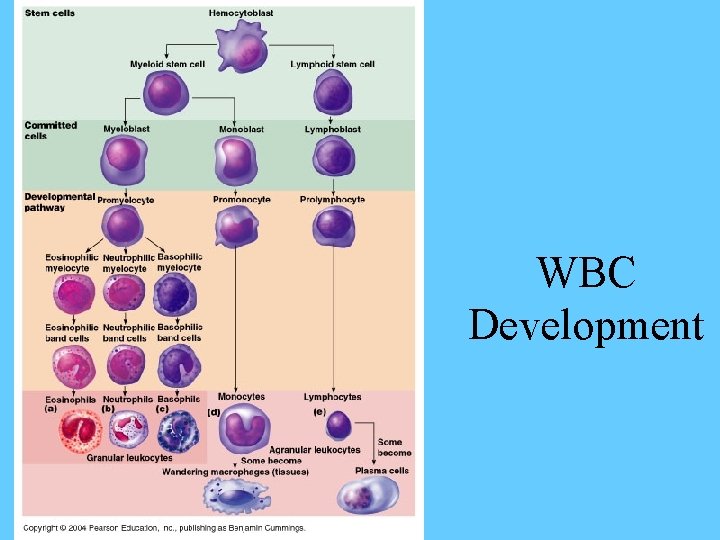 WBC Development 