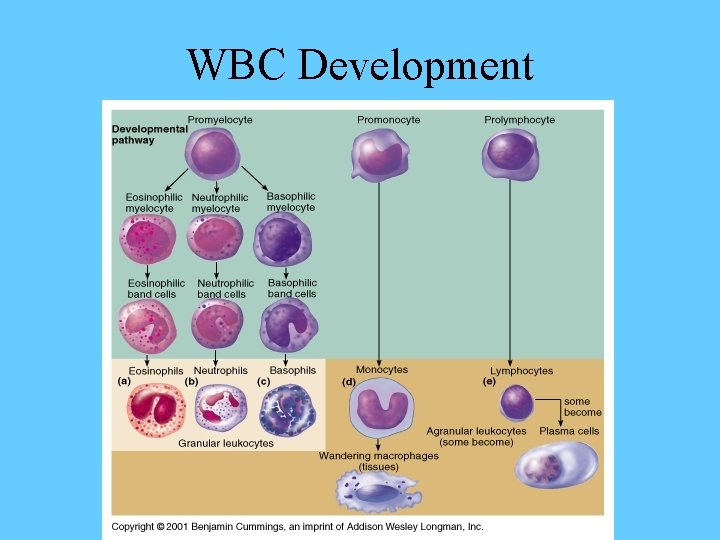 WBC Development 
