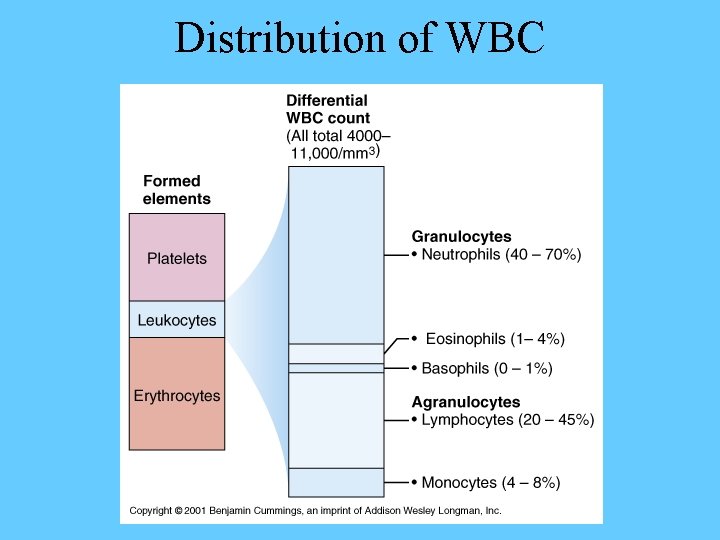 Distribution of WBC 