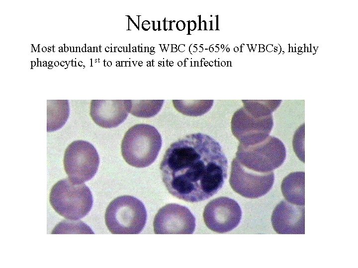 Neutrophil Most abundant circulating WBC (55 -65% of WBCs), highly phagocytic, 1 st to