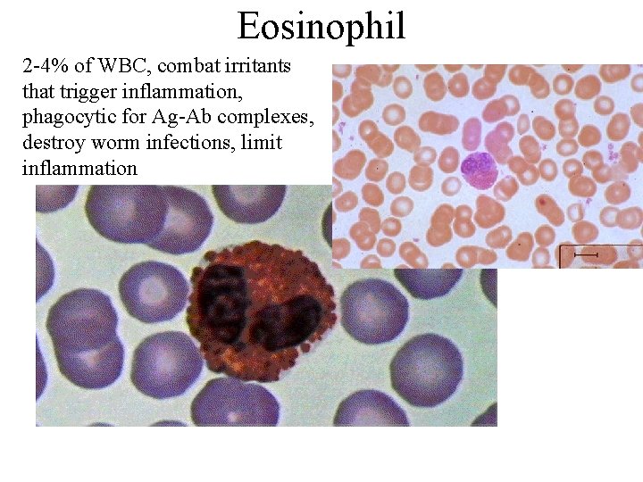 Eosinophil 2 -4% of WBC, combat irritants that trigger inflammation, phagocytic for Ag-Ab complexes,