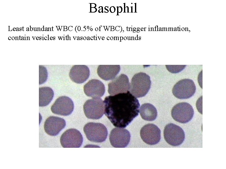 Basophil Least abundant WBC (0. 5% of WBC), trigger inflammation, contain vesicles with vasoactive