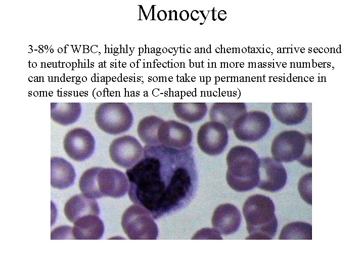 Monocyte 3 -8% of WBC, highly phagocytic and chemotaxic, arrive second to neutrophils at