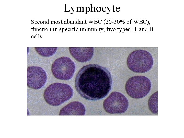 Lymphocyte Second most abundant WBC (20 -30% of WBC), function in specific immunity, two