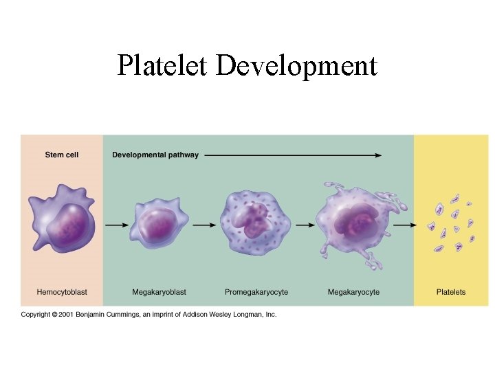 Platelet Development 