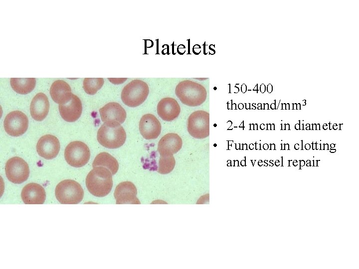 Platelets • 150 -400 thousand/mm 3 • 2 -4 mcm in diameter • Function