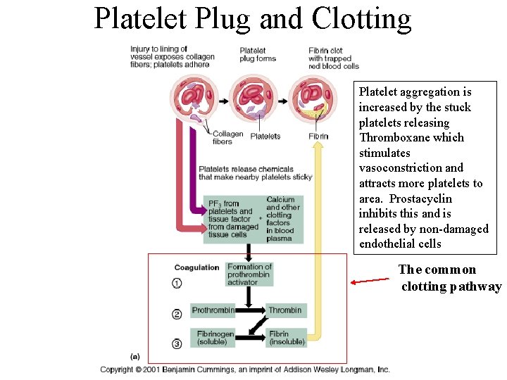 Platelet Plug and Clotting Platelet aggregation is increased by the stuck platelets releasing Thromboxane