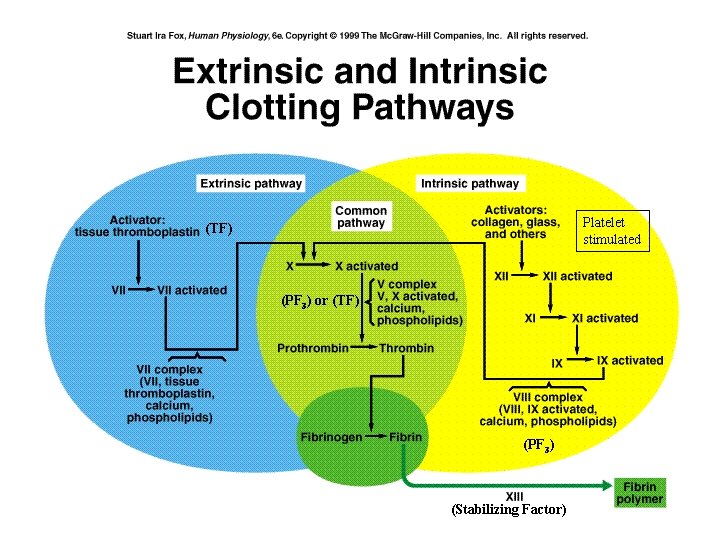 Platelet stimulated (TF) (PF 3) or (TF) (PF 3) (Stabilizing Factor) 