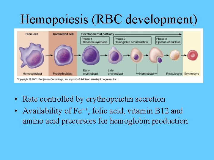 Hemopoiesis (RBC development) • Rate controlled by erythropoietin secretion • Availability of Fe++, folic