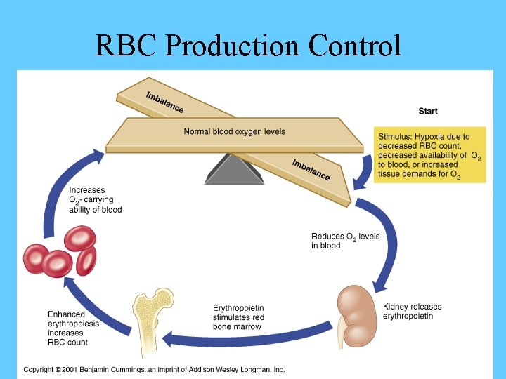 RBC Production Control 