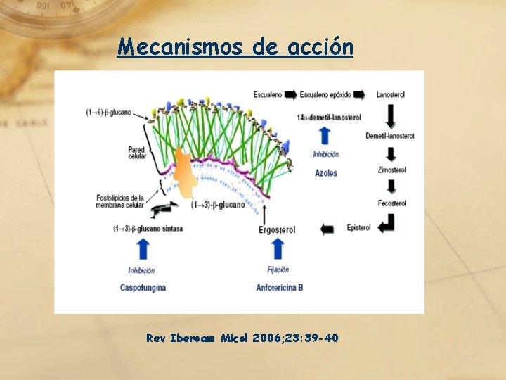 Mecanismos de acción Rev Iberoam Micol 2006; 23: 39 -40 