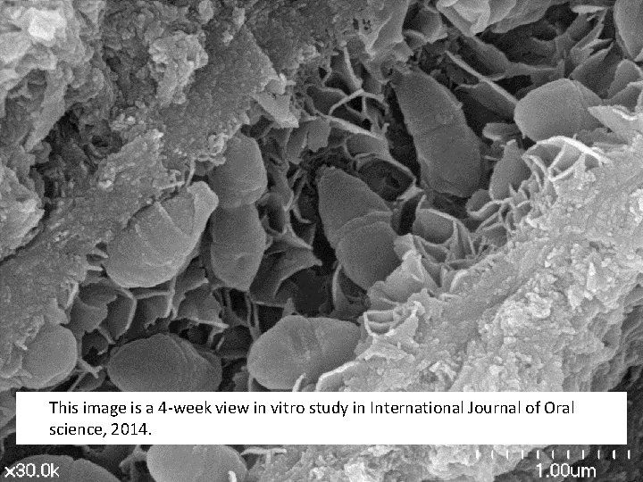 This image is a 4 -week view in vitro study in International Journal of This image is a 4 -week view in vitro study in International Journal of