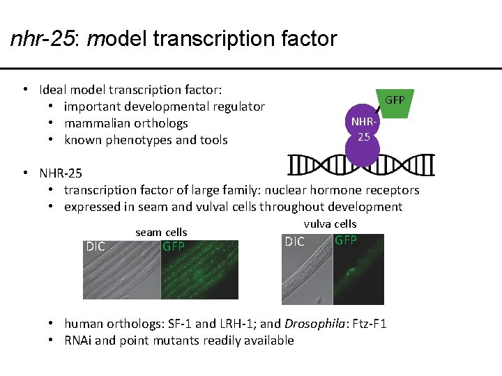 nhr-25: model transcription factor • Ideal model transcription factor: • important developmental regulator •