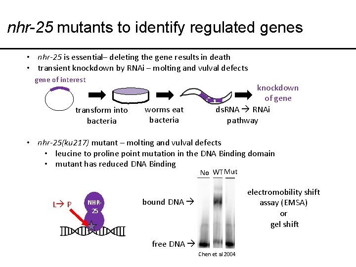 nhr-25 mutants to identify regulated genes • nhr-25 is essential– deleting the gene results
