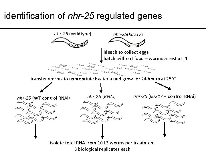 identification of nhr-25 regulated genes nhr-25 (Wildtype) nhr-25(ku 217) bleach to collect eggs hatch