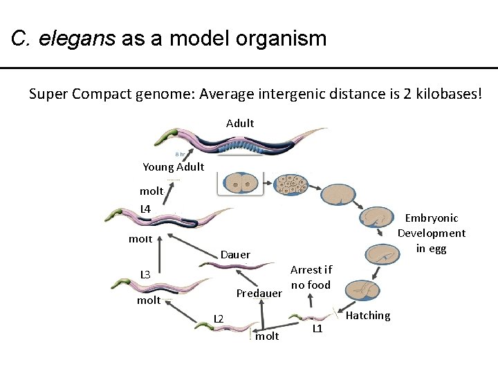 C. elegans as a model organism Super Compact genome: Average intergenic distance is 2