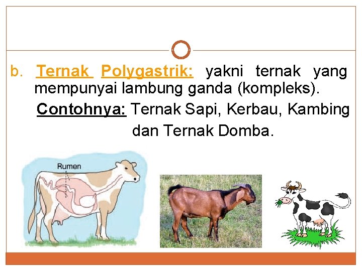 b. Ternak Polygastrik: yakni ternak yang mempunyai lambung ganda (kompleks). Contohnya: Ternak Sapi, Kerbau,