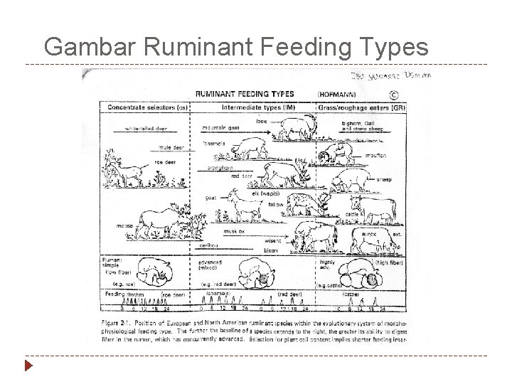 Gambar Ruminant Feeding Types 