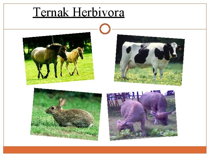 Ternak Herbivora 