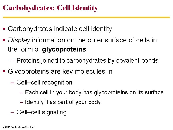 Carbohydrates: Cell Identity § Carbohydrates indicate cell identity § Display information on the outer