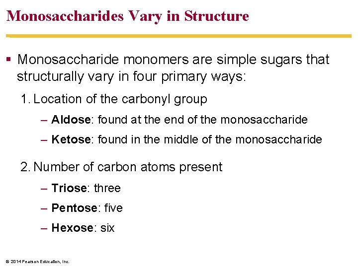 Monosaccharides Vary in Structure § Monosaccharide monomers are simple sugars that structurally vary in