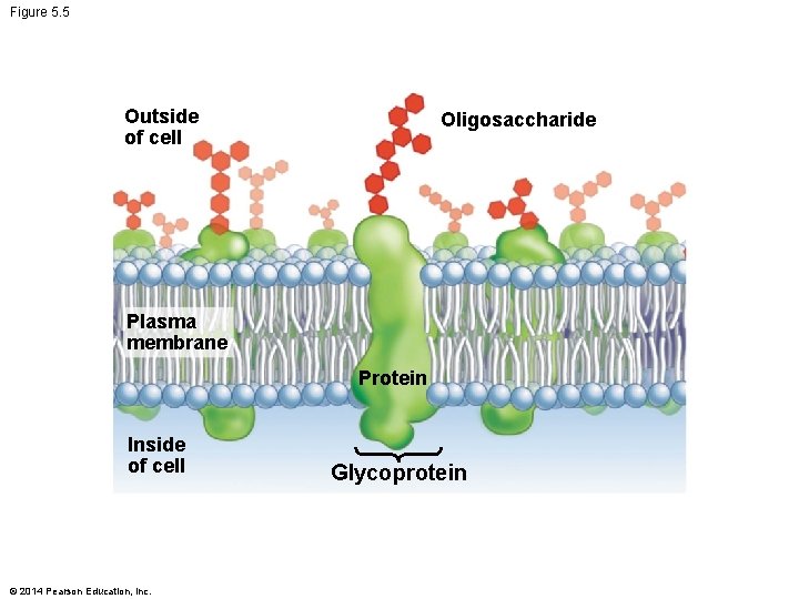 Figure 5. 5 Outside of cell Oligosaccharide Plasma membrane Protein Inside of cell ©