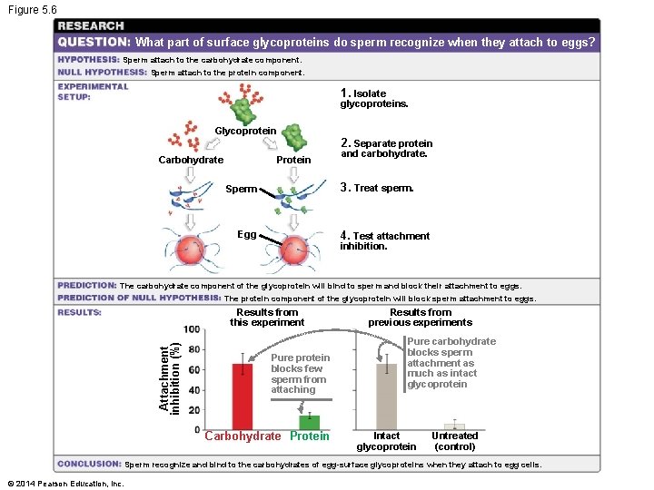 Figure 5. 6 What part of surface glycoproteins do sperm recognize when they attach