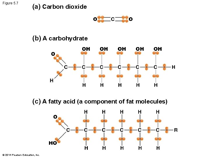 Figure 5. 7 (a) Carbon dioxide (b) A carbohydrate (c) A fatty acid (a