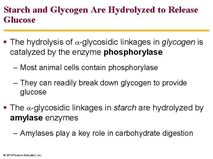 Starch and Glycogen Are Hydrolyzed to Release Glucose § The hydrolysis of -glycosidic linkages