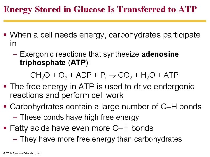 Energy Stored in Glucose Is Transferred to ATP § When a cell needs energy,