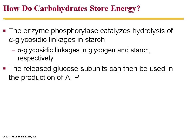 How Do Carbohydrates Store Energy? § The enzyme phosphorylase catalyzes hydrolysis of α-glycosidic linkages