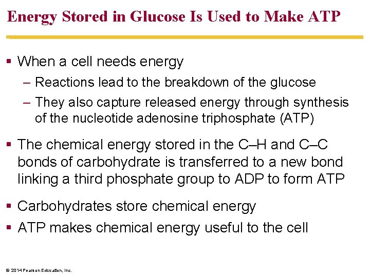 Energy Stored in Glucose Is Used to Make ATP § When a cell needs