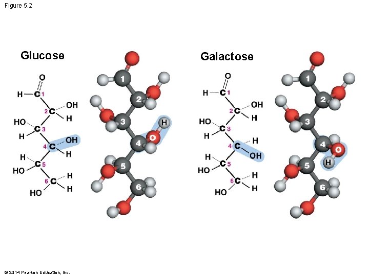 Figure 5. 2 Glucose © 2014 Pearson Education, Inc. Galactose 