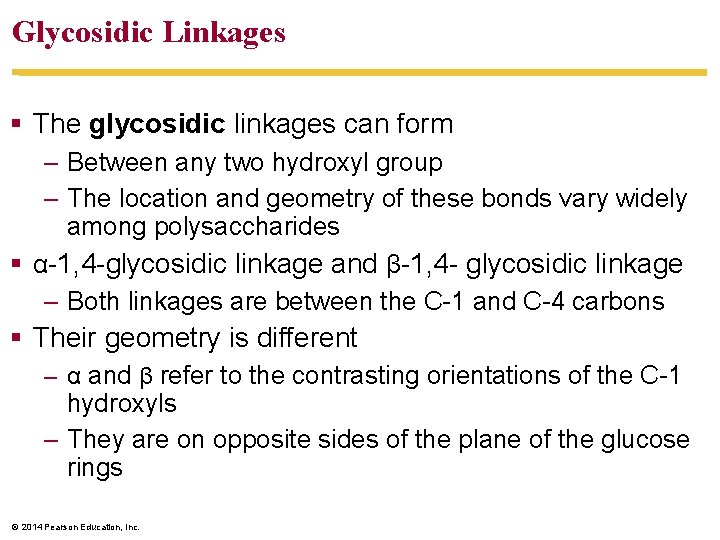 Glycosidic Linkages § The glycosidic linkages can form – Between any two hydroxyl group
