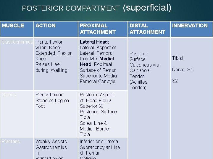 POSTERIOR COMPARTMENT MUSCLE ACTION Gastrocnemius Plantarflexion when Knee Extended Flexion Knee Raises Heel during