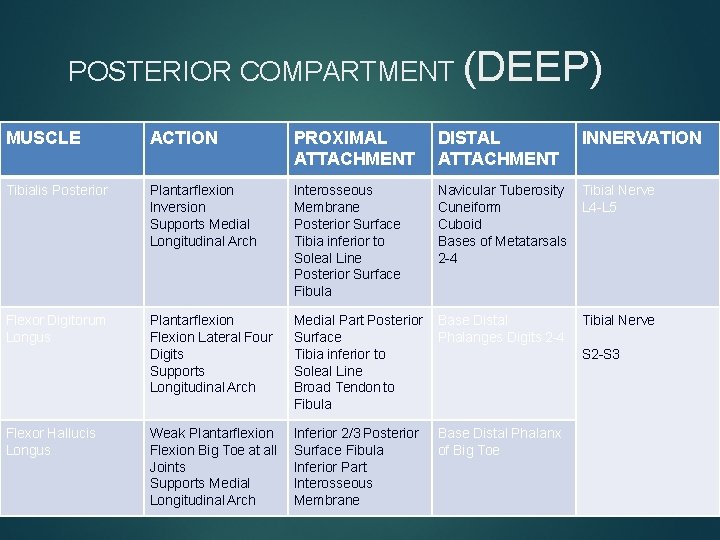 POSTERIOR COMPARTMENT (DEEP) MUSCLE ACTION PROXIMAL ATTACHMENT DISTAL ATTACHMENT INNERVATION Tibialis Posterior Plantarflexion Inversion