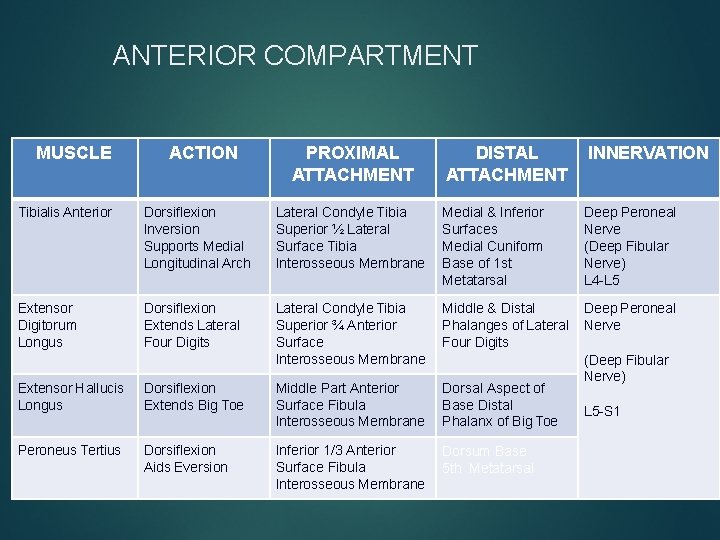 ANTERIOR COMPARTMENT MUSCLE ACTION PROXIMAL ATTACHMENT DISTAL ATTACHMENT INNERVATION Tibialis Anterior Dorsiflexion Inversion Supports