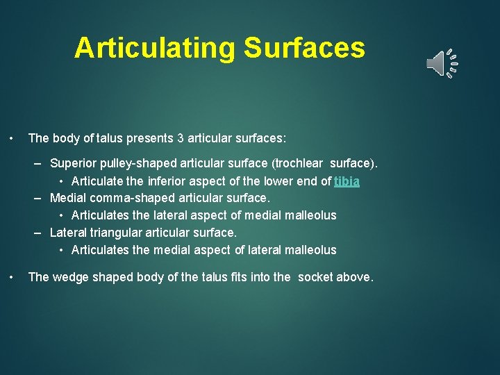 Articulating Surfaces • The body of talus presents 3 articular surfaces: – Superior pulley-shaped
