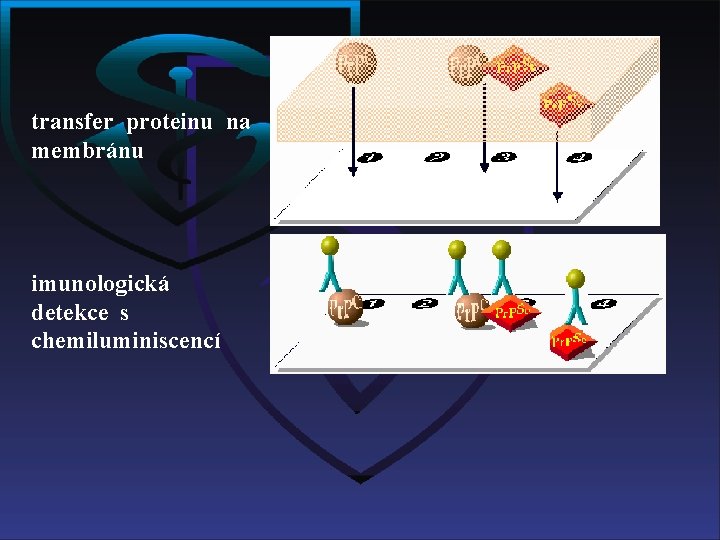 transfer proteinu na membránu imunologická detekce s chemiluminiscencí 