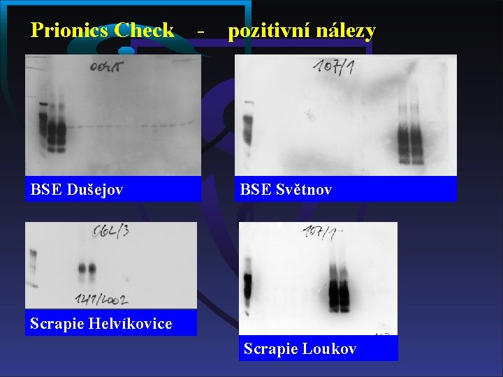 Prionics Check BSE Dušejov - pozitivní nálezy BSE Světnov Scrapie Helvíkovice Scrapie Loukov 