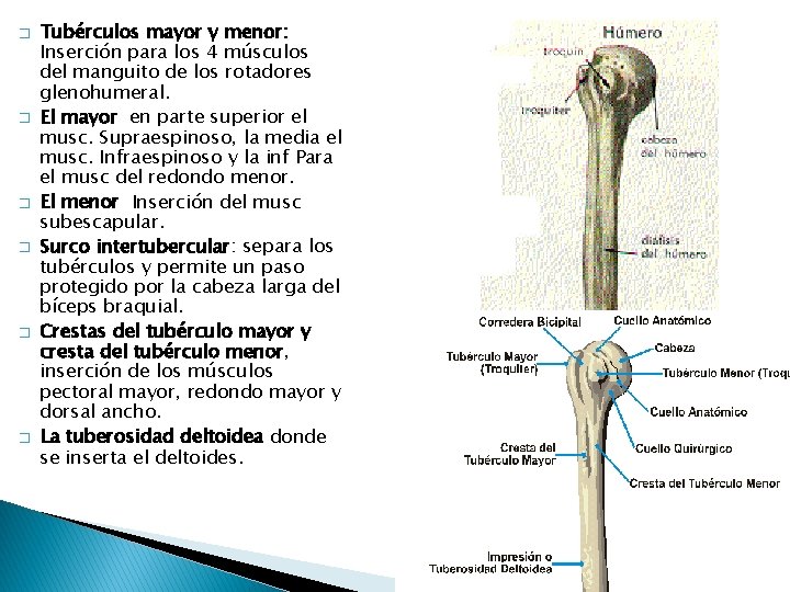 � � � Tubérculos mayor y menor: Inserción para los 4 músculos del manguito