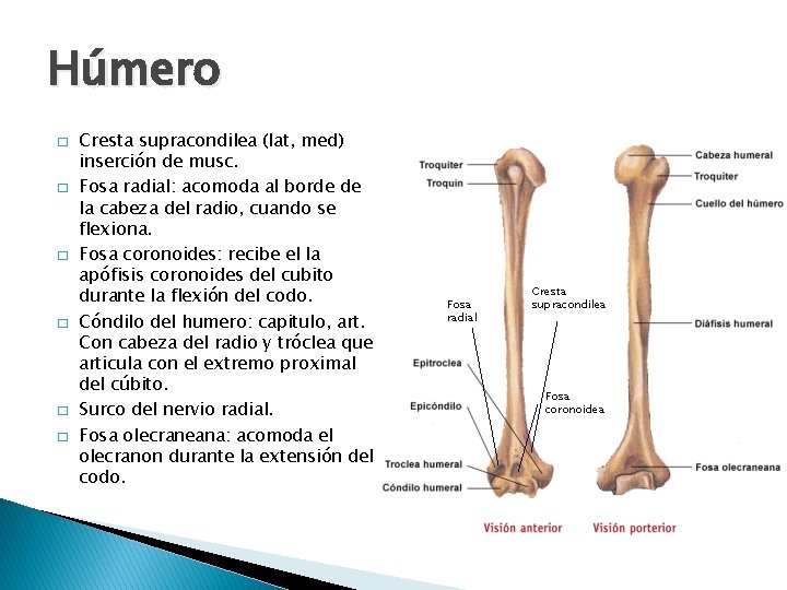 Húmero � � � Cresta supracondilea (lat, med) inserción de musc. Fosa radial: acomoda