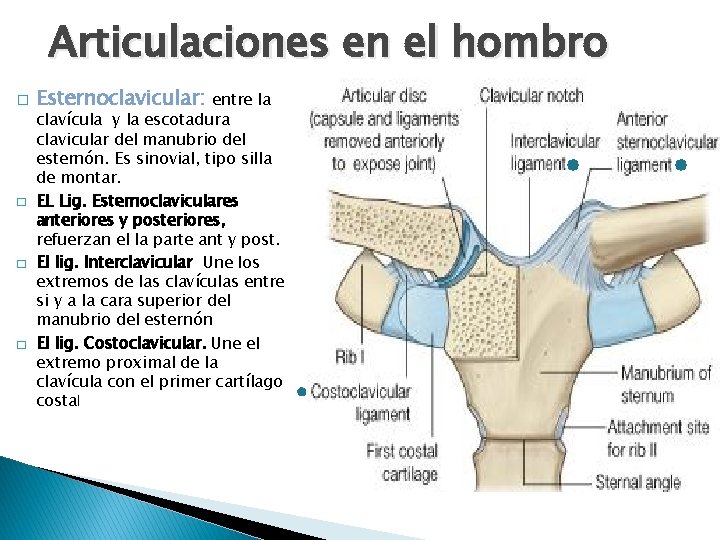 Articulaciones en el hombro � � Esternoclavicular: entre la clavícula y la escotadura clavicular