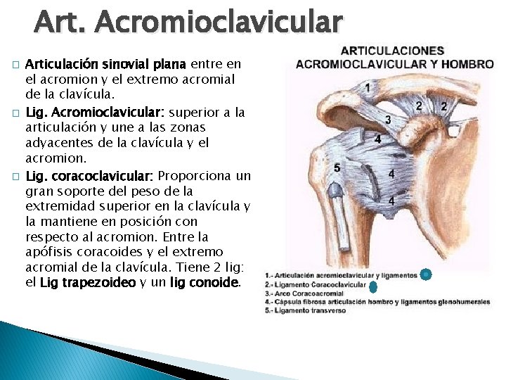 Art. Acromioclavicular � � � Articulación sinovial plana entre en el acromion y el