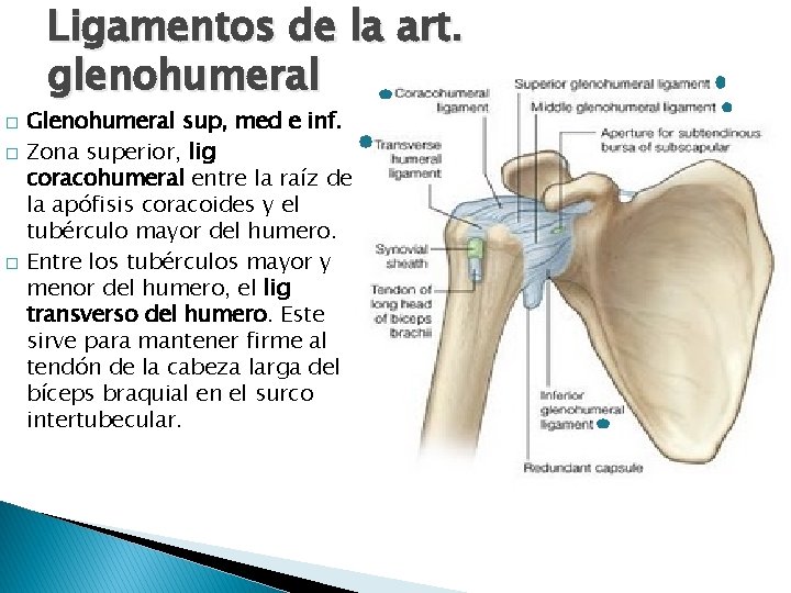 Ligamentos de la art. glenohumeral � � � Glenohumeral sup, med e inf. Zona