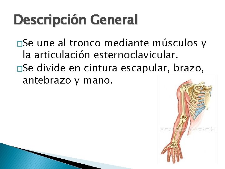 Descripción General �Se une al tronco mediante músculos y la articulación esternoclavicular. �Se divide