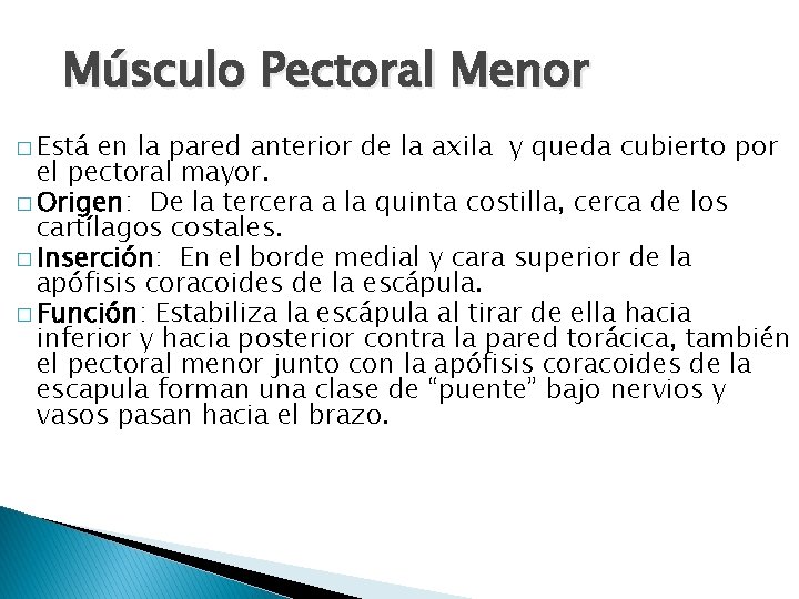 Músculo Pectoral Menor � Está en la pared anterior de la axila y queda