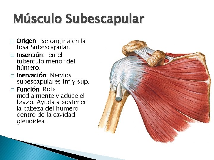 Músculo Subescapular � � Origen: se origina en la fosa Subescapular. Inserción: en el